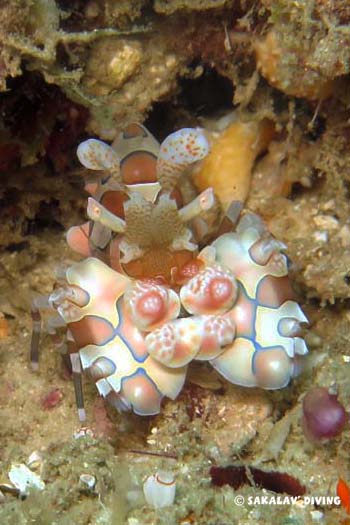 plongée macro crevette arlequin nosy be